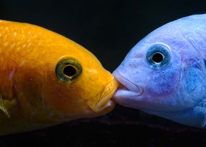 "And in the orange corner . . . " Cichlids engage in mouth-to-mouth combat.