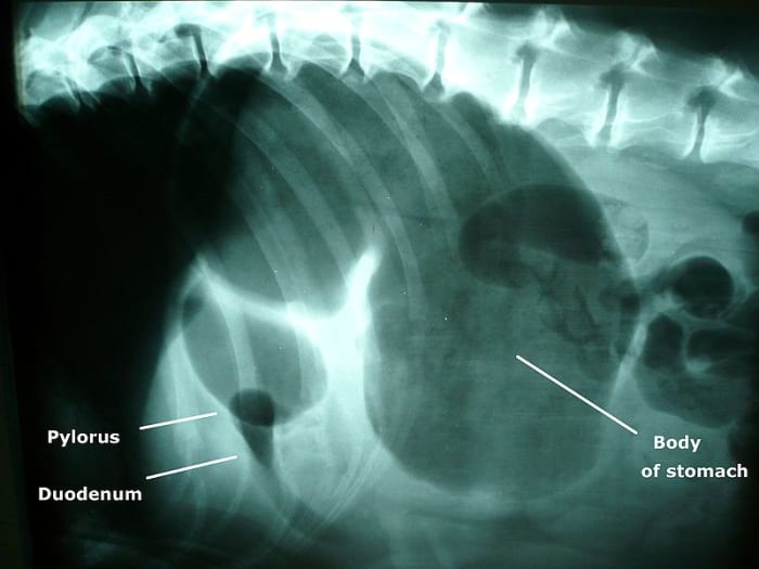A swollen belly may be from gastric torsion and your dog will need emergency surgery.