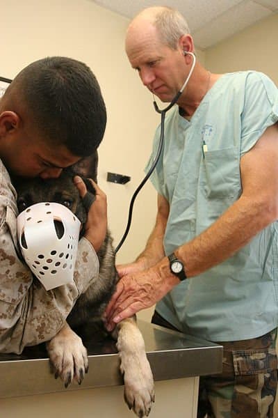 Sometimes a swollen belly in a dog can indicate a life threatening condition.