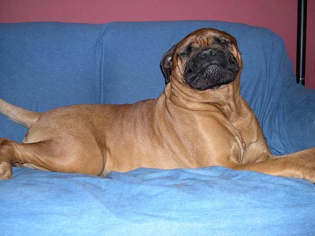 A Bullmastiff all grown up, but still a puppy at heart.