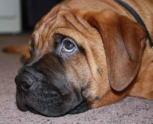 Those puppy-dog eyes need a name to match.