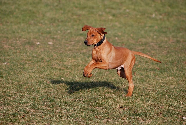 strong-african-dog-names-for-a-rhodesian-ridgeback-from-ata-to-zula