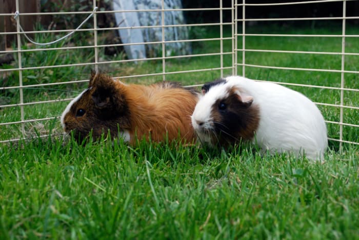Sometimes it is too hot outside for guinea pigs. They shouldn't be in heat over 75 degrees, ideally, to prevent them from overheating.