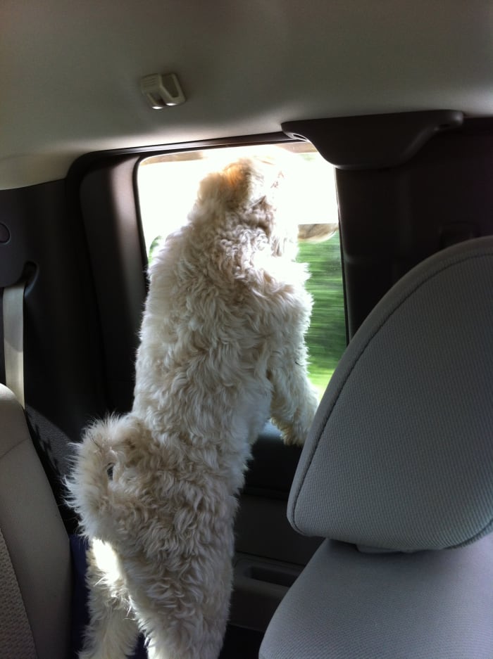 Rufus was so excited to get on the road and head to the Great Outdoors. Dogs make great camping companions. Always review the camp grounds dog policy before you leave home.