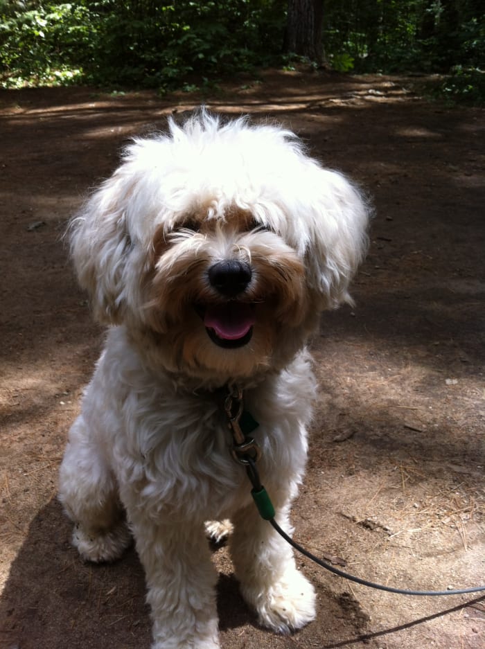 Rufus gives us a big smile for taking him with us on a recent camping trip to Algonquin Park. Never leave your dog's food bowls out when you leave your camp site. Even dog food can attract the attention of bears.