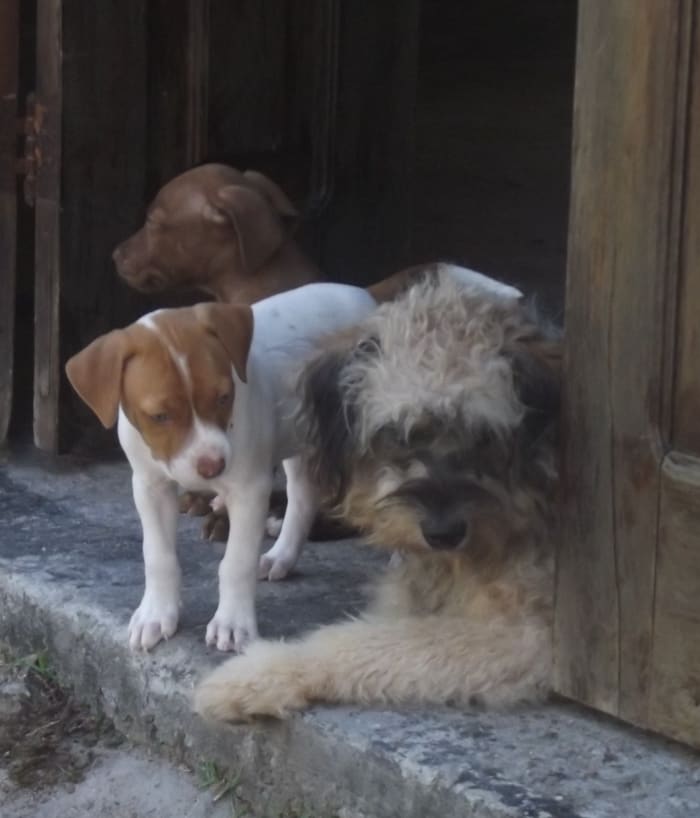 Having an open door makes housetraining go easier; having an older dog to teach right from wrong makes things that much smoother.