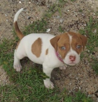 Small puppies learn to hold their bladders easily and are able to be housetrained by the time you bring them home.