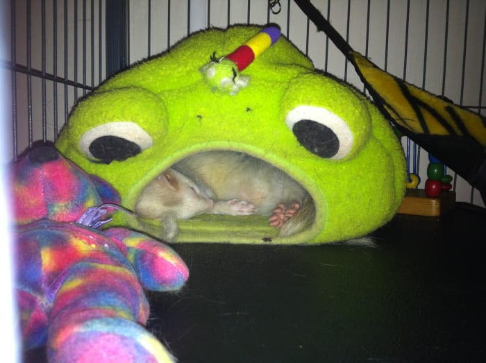 Shiva is sleeping in her favorite spot, a big green frog. She collects green plastic bathtub frogs as well as earrings and money in her stashes.