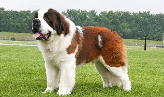 Saint Bernards can be very stubborn, difficult to train and require very early socialisation.