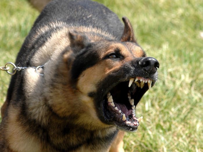 German Shepherds have been known to bite humans who have been thought of as threatening to their 'pack' or individuals who have 'intruded'.