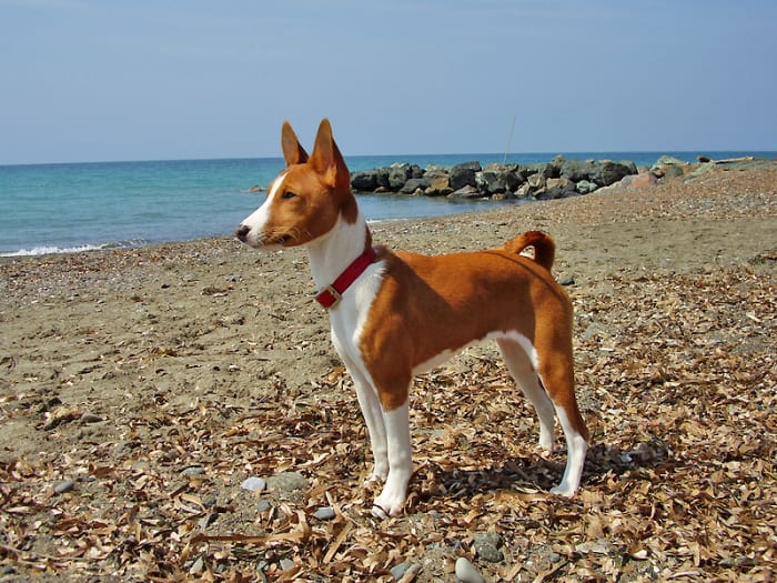 The Basenji can become aggressive towards other dogs and strangers and is exceedingly difficult to train.