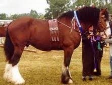 top-10-heaviest-horse-breeds