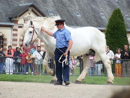 top-10-heaviest-horse-breeds