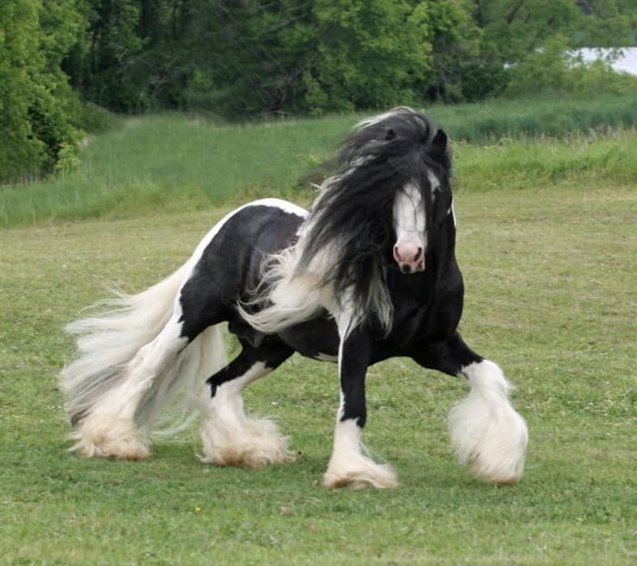 top-10-heaviest-horse-breeds