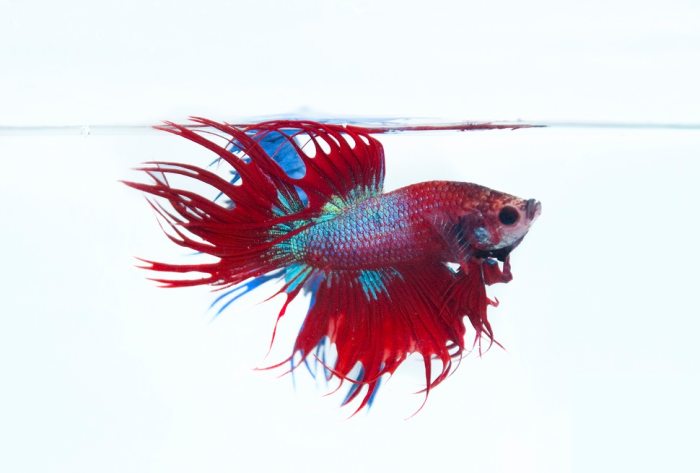 Beta fish should be isolated from other fish. They aren't called Siamese fighting fish for no reason!