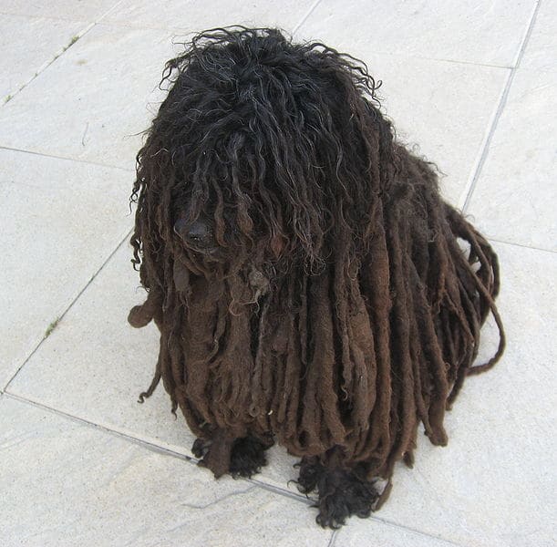 The Hungarian Puli´s coat falls into cords even without special grooming.