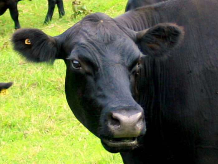 75 Classic Cow Names PetHelpful