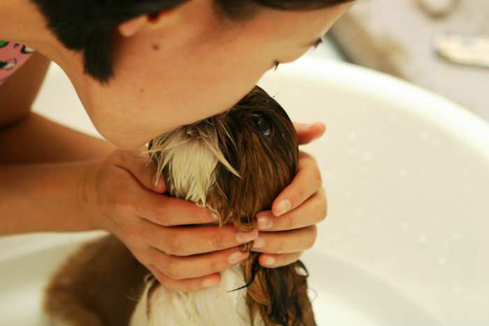 Any cooties this pup has are probably nothing in comparison to what you could catch from other humans. Go ahead and smooch away!