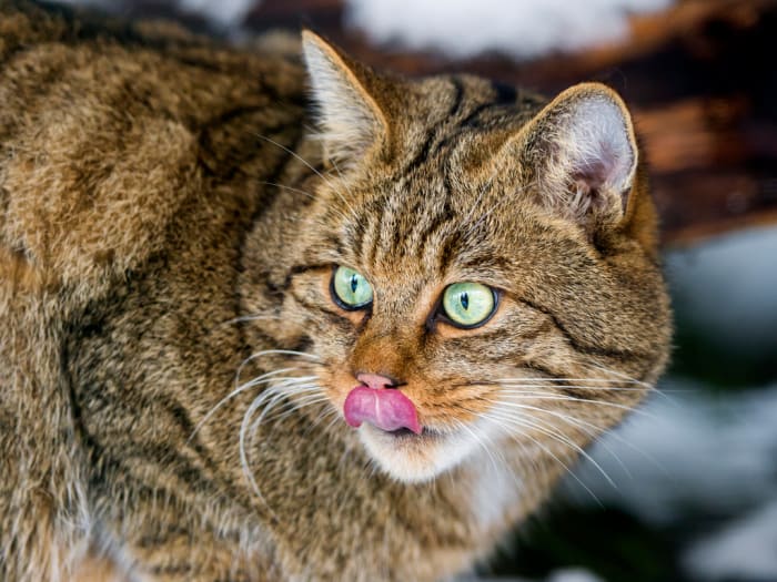 The wild relatives of domesticated cats aren't tigers and lions, This is a wildcat, and not much has changed.