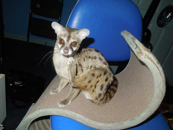 5 Irrefutable Arguments That Support Exotic Pet Ownership 5 Irrefutable Arguments That Support Exotic Pet Ownership