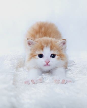 Have you ever wondered just why your kitten licks you so much? Perhaps it's just because they think you are their pet!