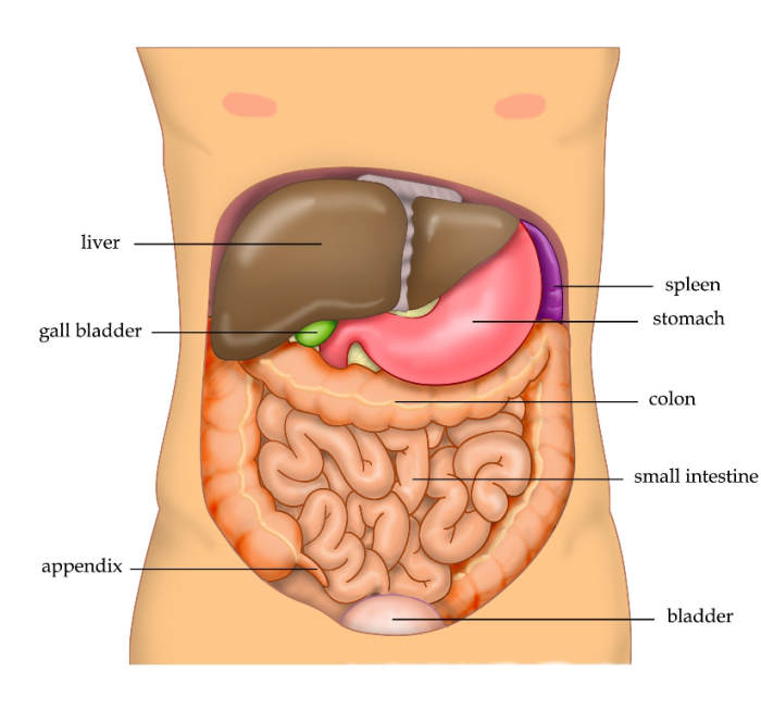 As in dogs, the human spleen is located on the left side of the abdomen near and partially behind the stomach, is covered with a capsule, and contains red pulp and white pulp.