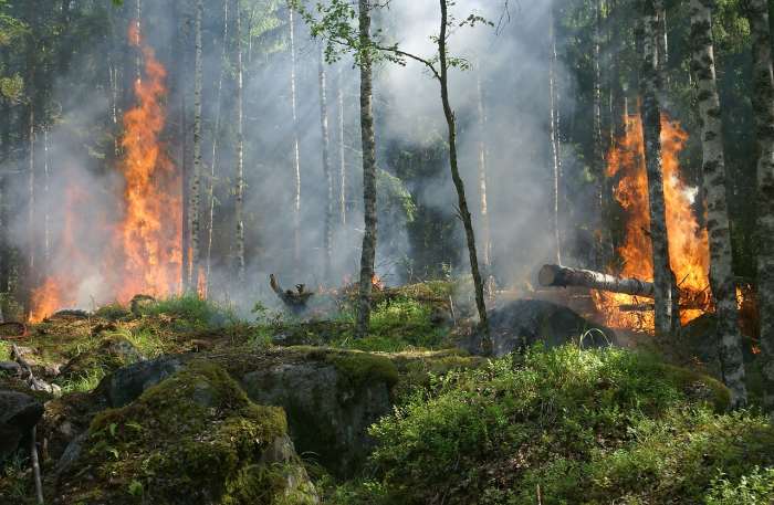 If you had to evacuate your home because of a flood or forest fire, having an emergency kit for your pet can save your precious time so that you, your family, and your pets can get away safely.
