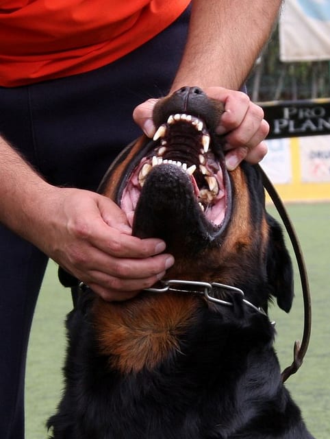 Don't forget to take care of your new dog's teeth. The best way to keep them clean is by feeding a diet of meaty bones.
