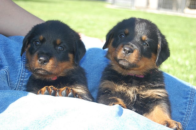 If you decide to get two puppies, make sure you have an alternative home in case they do not get along as they mature.