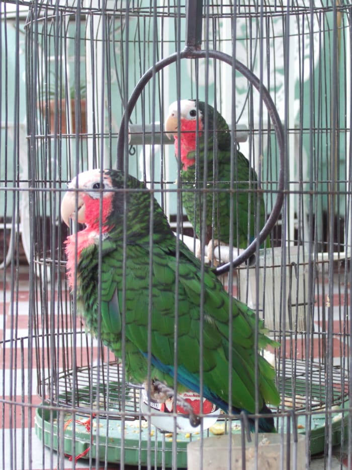 Caged Cuban Amazons. These smart, social birds are favorite pets in many countries, although importation is now banned internationally.
