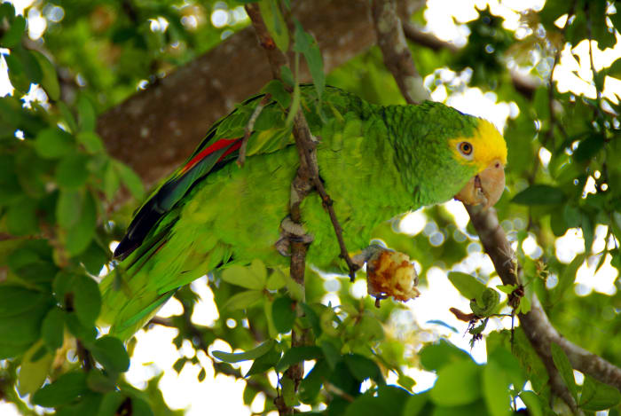 Note how the parrot's feathers blend in with the bright green leaves of this tropical tree where it forages. In a native tree from Southern California, which tend to have grey-green smallish leaves, the parrot would easily be seen by predators.