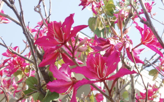 The silk floss tree is a favorite food source of the Yellow Chevroned Parakeet.