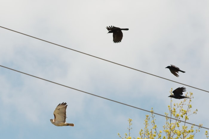 Banding together against predators is called "mobbing.' Here crows are mobbing a red-tailed hawk, but parrots do the same thing.