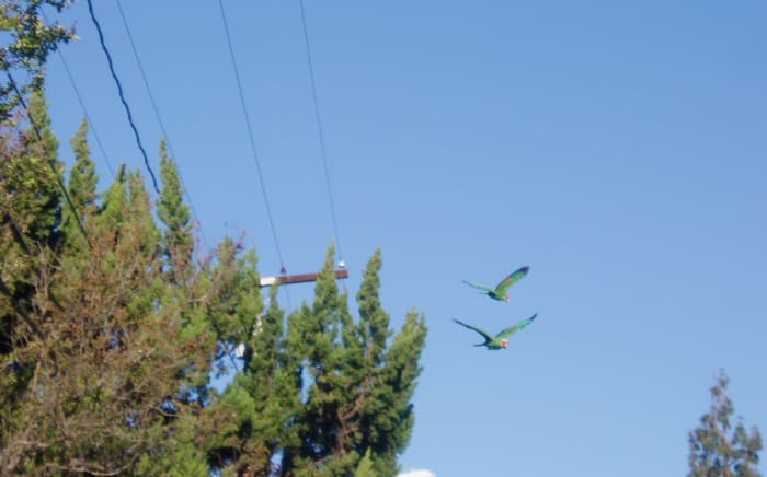 Parrots certainly aren't replacing native birds by taking up air space.