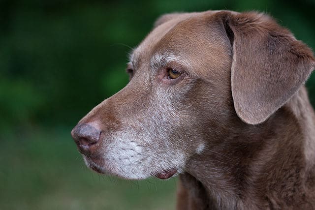 Graying muzzles are one of the signs of any aging dog.