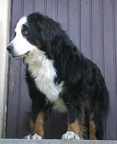 Although Bernese Mountain dogs typically have short lifespans, this one is 12 years old.
