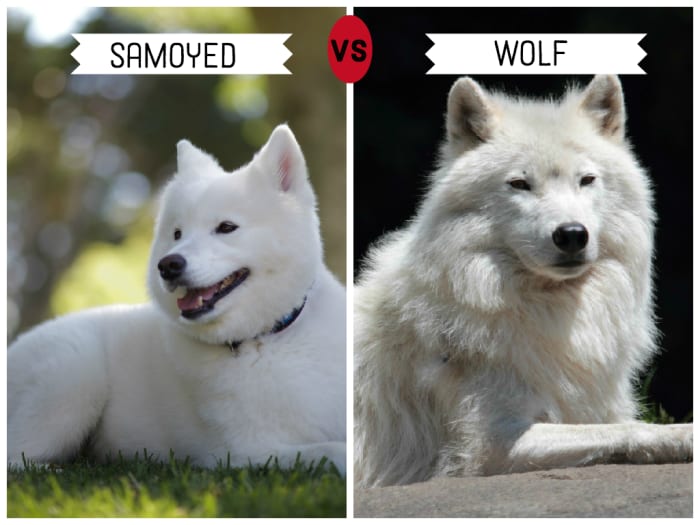 11 Dogs That Look Like Wolves - PetHelpful