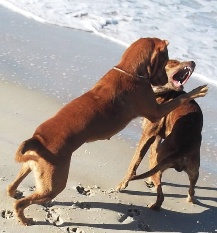 When dogs from the same home use dominant behavior during play, aggression can get out of control.