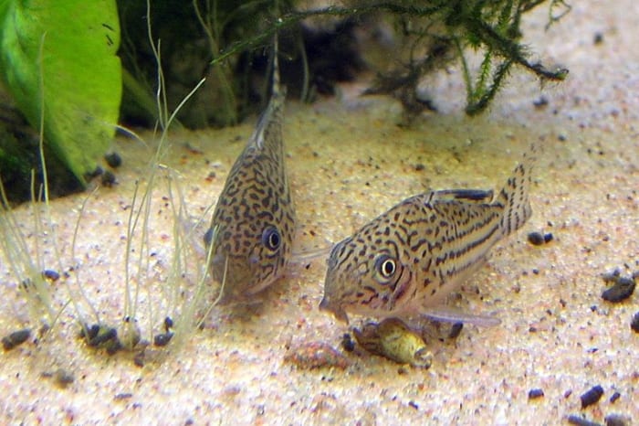 The cory catfish is a bottom dweller and a good tank mate for a betta fish.
