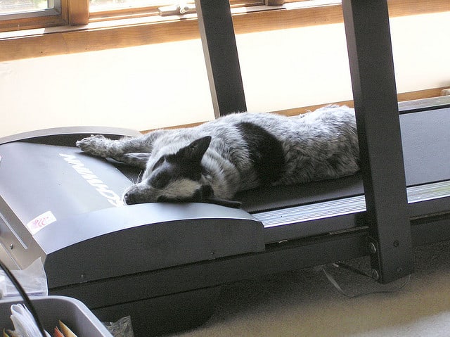 Walking on a treadmill can be great therapy for dogs with IVDD, but take care not to let them get too tired.