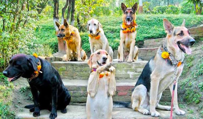 During Kukur Puja, the second day of the Tihar festival in Nepal, dogs are fed and worshiped by revelers in honor of the god of death.