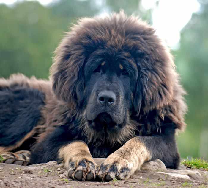 8 Breeds of Himalayan Mountain Dogs Sheepdogs, Mastiffs, and More