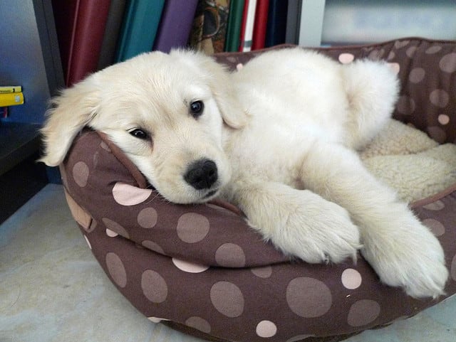 Hundreds of hero stories are out there about the Golden Retriever.