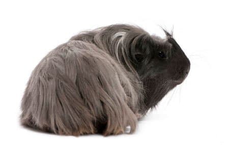 This guinea pig's unusual rhinoceros style haircut is an example of working with colouring and creativity to come up with a unique look.