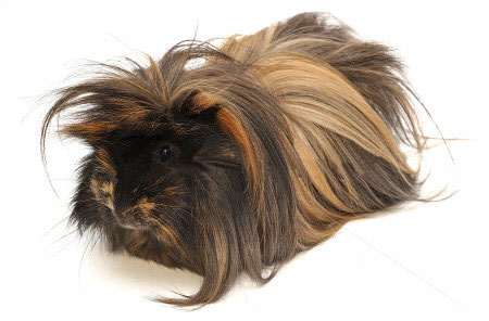 A varied and healthy diet will keep your Peruvian's hair looking healthy, which, along with a nice haircut, makes for a happy pet!