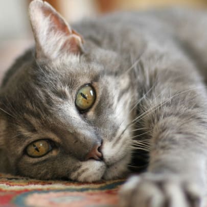 Although there is a FIV vaccine available, it is not 100% effective. Be sure to take other preventative measures.