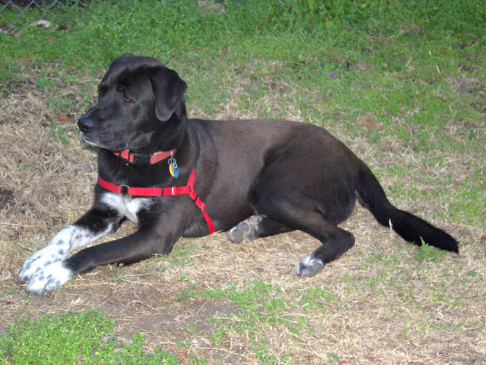 Badger wearing a front-clip Sense-ation harness and a customized flat nylon collar with my phone number and a quick-release clip.