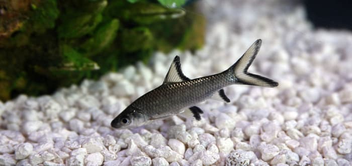 Bala sharks are fine when they are small, but they grow much too big for all but the largest aquariums.