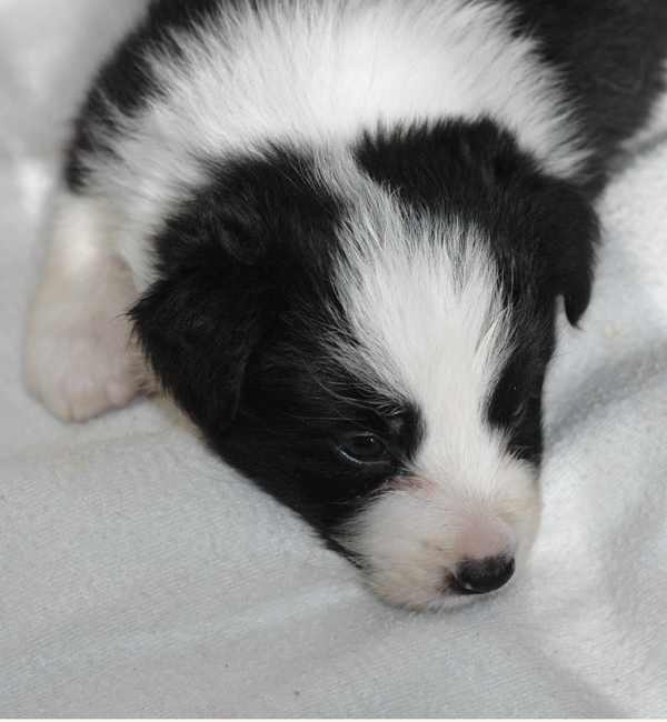 Puppy at 3 weeks - now your work begins!