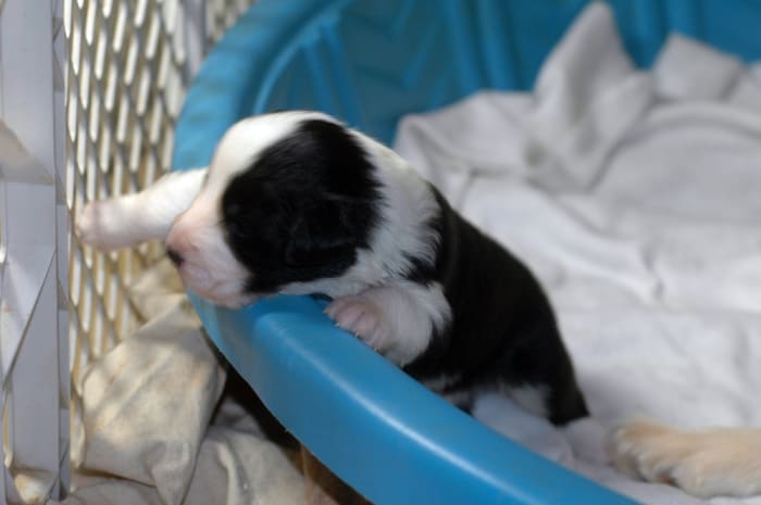 Puppy contemplating escape from his whelping box swimming pool